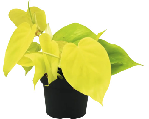 Filodendron galben-verde FloraSelf Philodendron 'Lime' H ca. 30 cm ghiveci Ø 12 cm