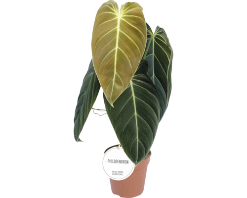 Filodendron FloraSelf Philodendron melanochrysum H 40-45 cm ghiveci Ø 12 cm Plantă Philodendron în ghiveci