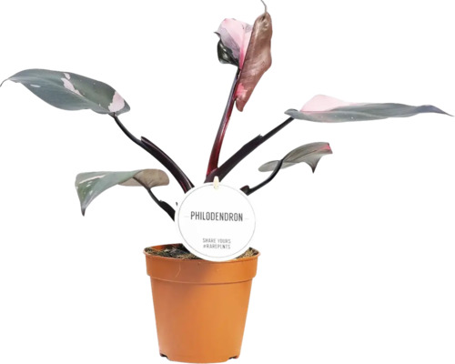 Philodendron plantă de apartament în ghiveci