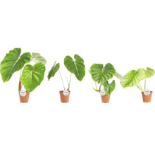 Mai multe plante Philodendron în ghivece