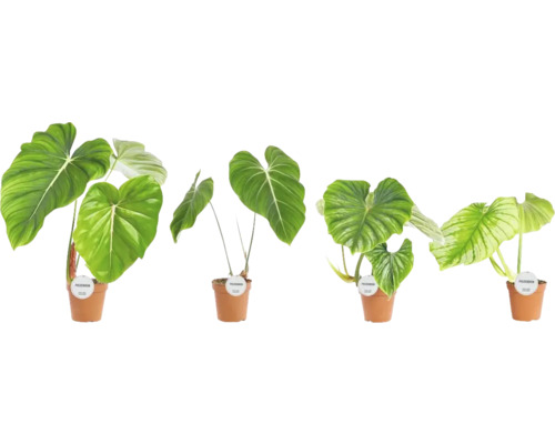 Filodendron Mix FloraSelf Philodendron H ca. 50 cm ghiveci Ø 15 cm diferite sortimente Mai multe plante Philodendron în ghivece