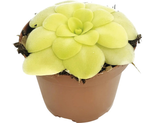 Plantă carnivoră FloraSelf Pinguicula H 10-15 cm ghiveci | HORNBACH
