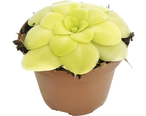 Plantă carnivoră FloraSelf Pinguicula H 10-15 cm ghiveci Ø 9 cm