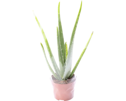 Aloe FloraSelf Aloe Vera H 30-35 cm ghiveci Ø 12 cm