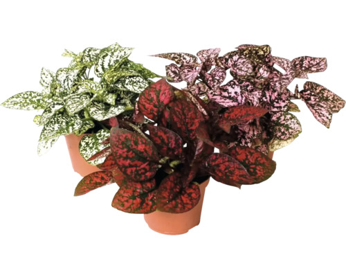 Planta cu pistrui Mix FloraSelf Hypoestes H 12 cm ghiveci Ø 6 cm