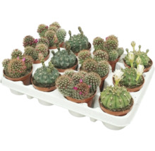 Tavă cu mai mulți cactuși mici în ghivece