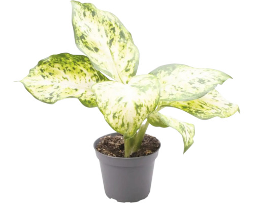 FloraSelf Dieffenbachia Mix H ca. 12 cm ghiveci Ø 6 cm diferite sortimente