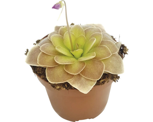 Plantă carnivoră FloraSelf Pinguicula H 10-15 cm ghiveci | HORNBACH
