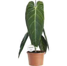 Philodendron într-un ghiveci de flori