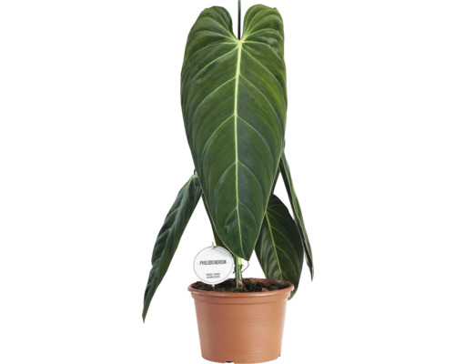 Philodendron într-un ghiveci de flori