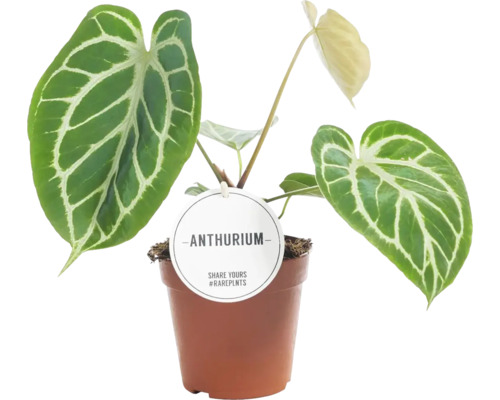 Planta de interior Anthurium în ghiveci