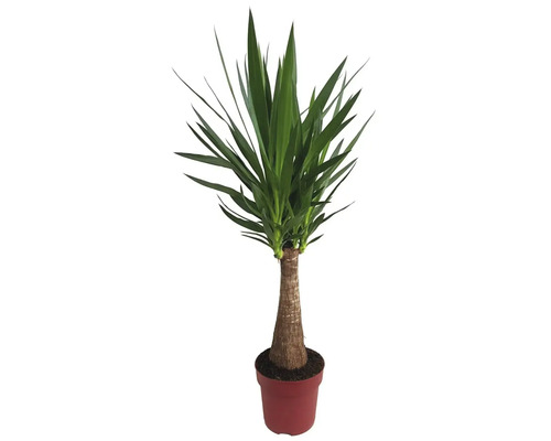 Arborele vieții FloraSelf Yucca Maya H 85 cm Ø 24 cm