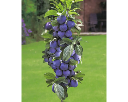 Pom fructifer prun columnar Black top cu rădăcina împachetată H 100-150 cm