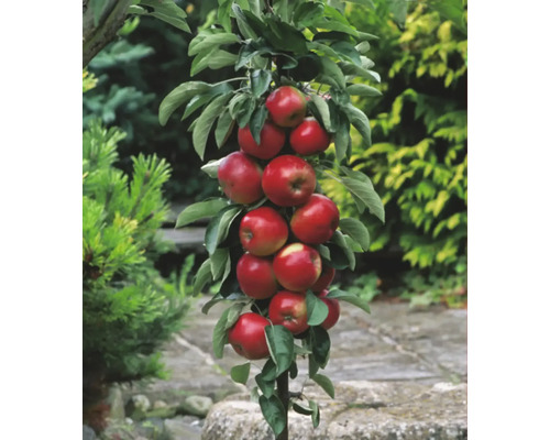 Pom fructifer măr columnar Polka cu rădăcina împachetată H 100 cm