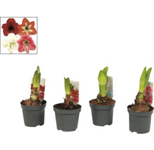 Patru plante de amaryllis în ghivece cu imagini de flori ca referință