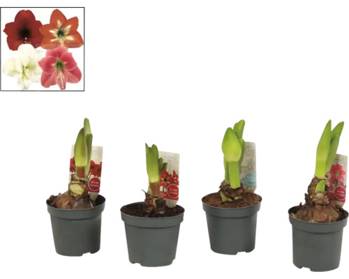 Patru plante de amaryllis în ghivece cu imagini de flori ca referință