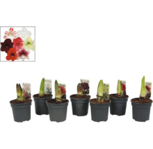 Bulbi de amaryllis în ghivece cu flori de diferite culori