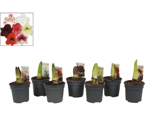 Bulbi de amaryllis în ghivece cu flori de diferite culori