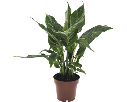 Floare de colț în ghiveci