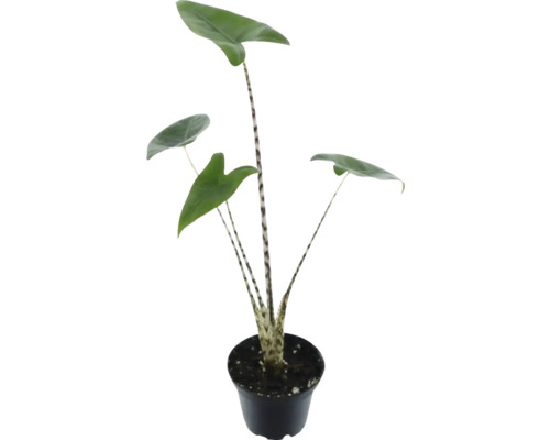 Alocasia urechea elefantului FloraSelf Alocasia 'Zebrina' H | HORNBACH