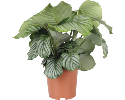 Planta care se roagă FloraSelf Calathea orbifolia H 80-85 cm ghiveci Ø 21 cm buc