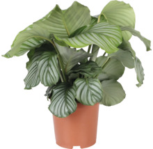 Calathea plantă de apartament în ghiveci