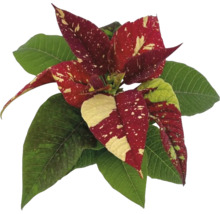 Crăciuniță cu frunze roșii și galbene