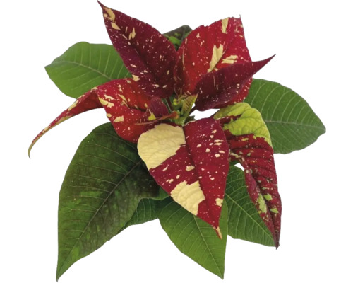 Crăciuniță cu frunze roșii și galbene