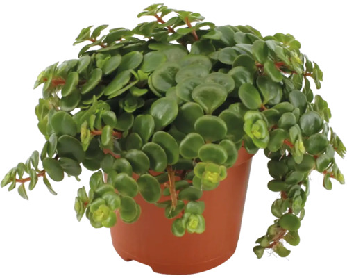 Peperomia rotundifolia într-un ghiveci