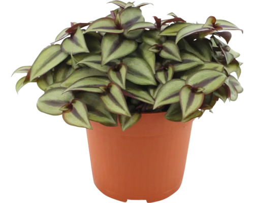 Telegraf FloraSelf Tradescantia zebrina H 15-20 cm ghiveci Ø 10,5 cm buc