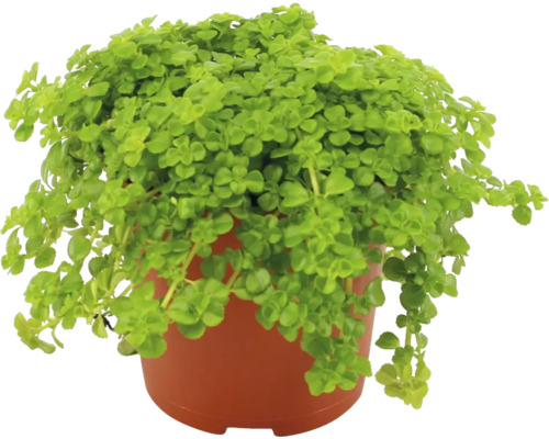 Pilea FloraSelf Pilea depressa H 20 cm ghiveci Ø 10,5 cm buc