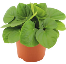 FloraSelf Peperomia albovittata 'Rana Verde' H 15-20 cm ghiveci Ø 10,5 cm