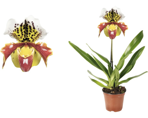 Orhidee Papucul-doamnei într-un ghiveci, prim-plan cu o floare