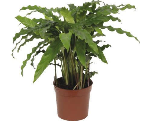 Planta care se roagă FloraSelf Calathea rufibarba 'Blue Grass' H 34-45 cm ghiveci Ø 12 cm