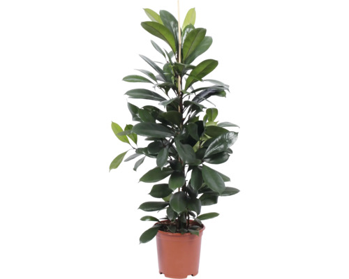 Plantă de interior în ghiveci cu suport de susținere