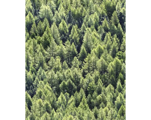 Tapet vlies Pădure verde 10,05x0,53 m