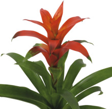 Bromelia, plantă de apartament cu flori roșii și frunze verzi.