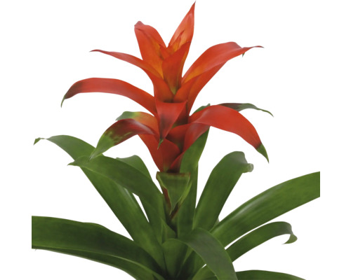 Bromelia, plantă de apartament cu flori roșii și frunze verzi.