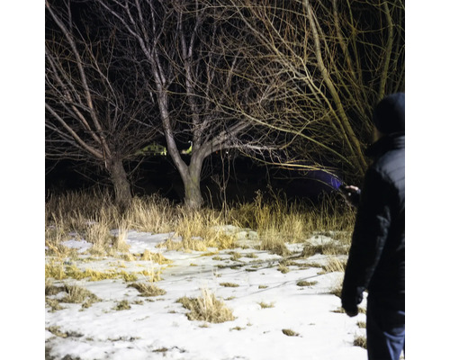 Persoană care luminează copaci cu o lanternă iarna