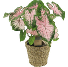 Planta Caladium în coș împletit
