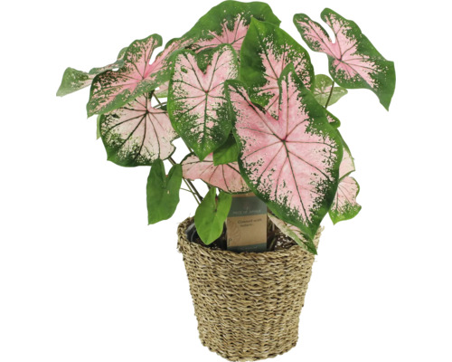 Planta Caladium în coș împletit