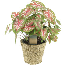 Planta de interior Maranta în coș