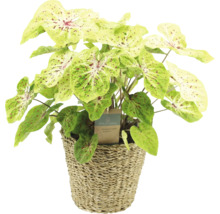 Plantă Caladium în coș