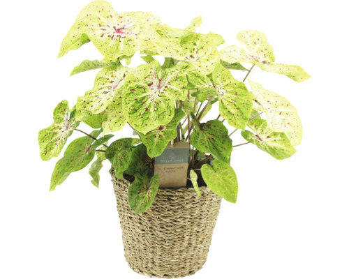 Plantă Caladium în coș