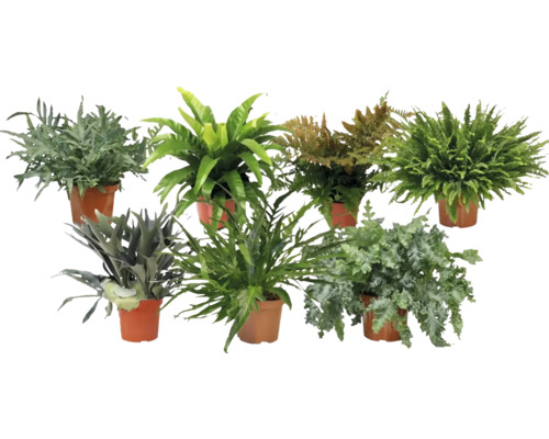 Ferigă Mix FloraSelf ghiveci Ø 26 cm diferite sortimente