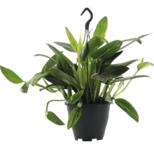 Plantă suspendată cu frunze verzi în ghiveci