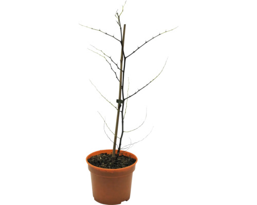 Plantă spinoasă fără frunze într-un ghiveci
