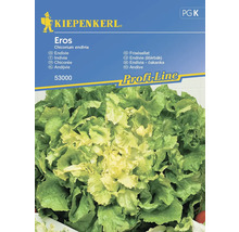Semințe legume Kiepenkerl andive Eros