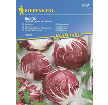 Kiepenkerl Indigo Pachet de semințe Radicchio