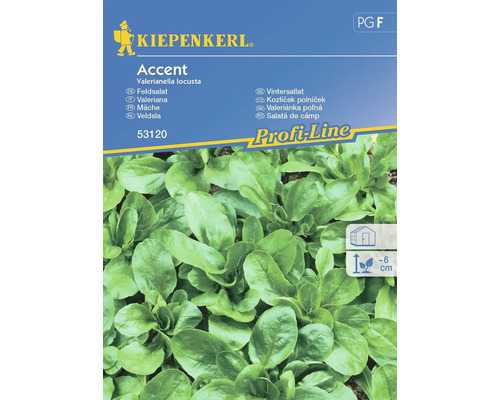 Semințe de salată verde de câmp Accent Kiepenkerl